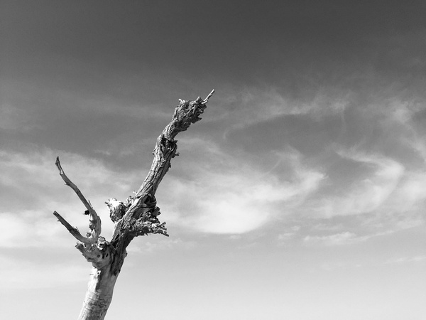 草留最新,人生如绿草常新