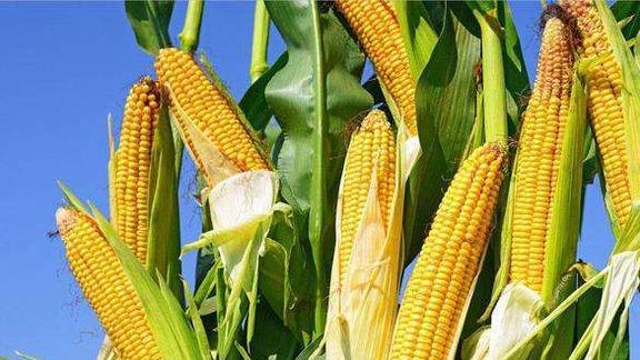 淮北玉米最新价格动态,机遇与成长魔力的探索