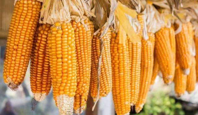 淮北玉米最新价格动态,机遇与成长魔力的探索