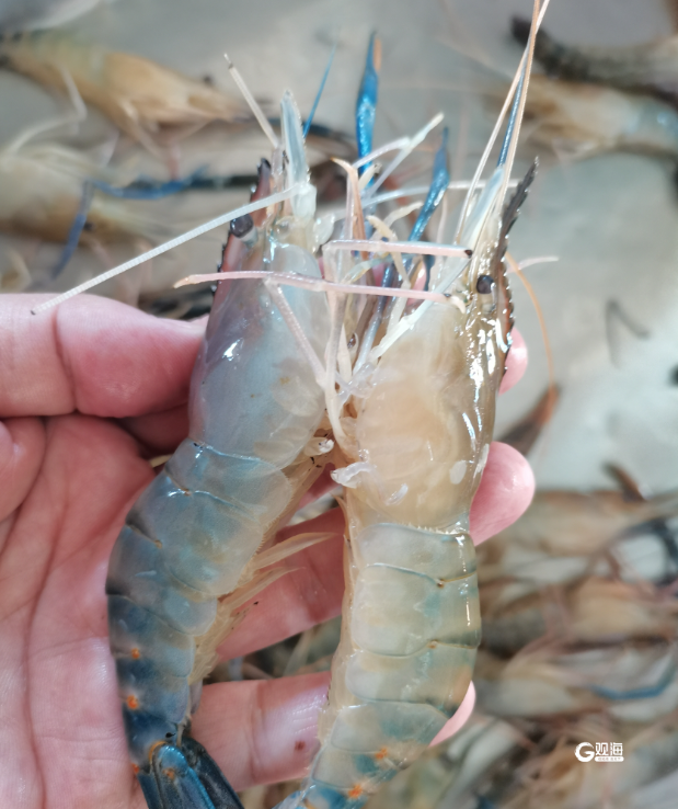 科技重塑海鲜市场,南美白对虾引领品质生活新潮流及最新价格概述